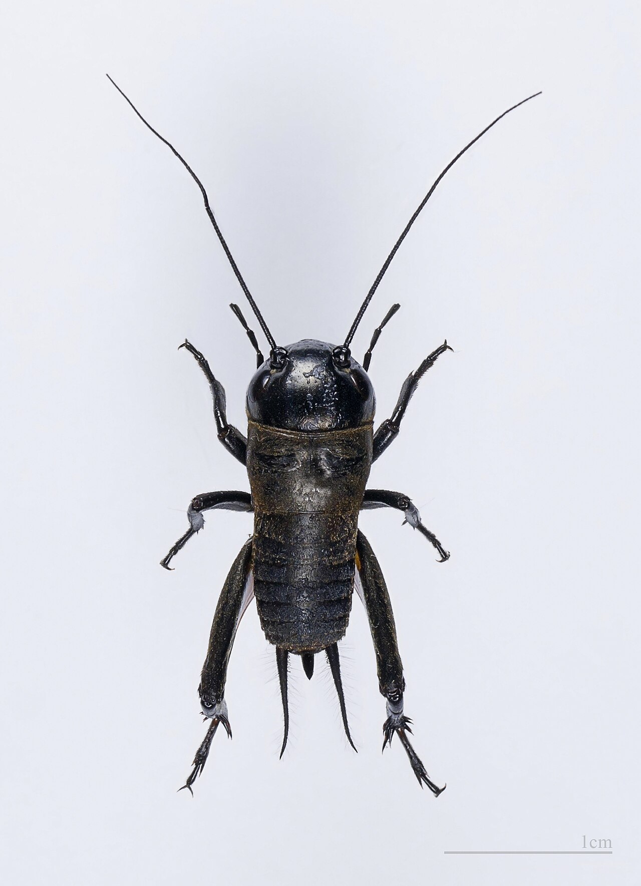 Crickets