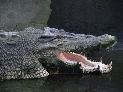 A huge old crocodile resting with its mouth open.