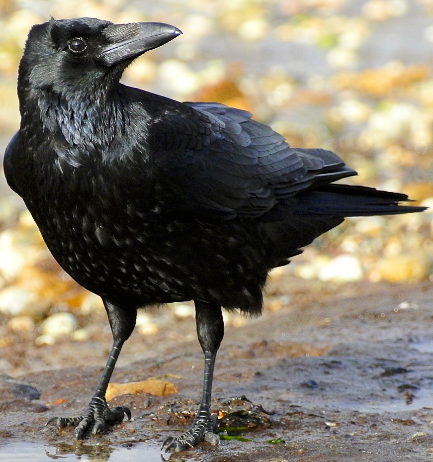 A black crow looking for food on the beach.