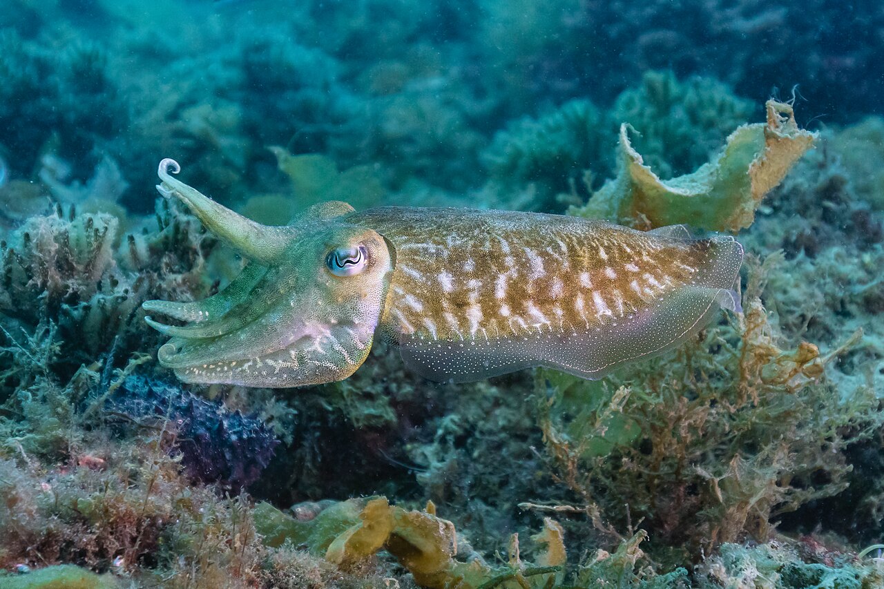 A common cuttlefish floating underwater with wavy fins.