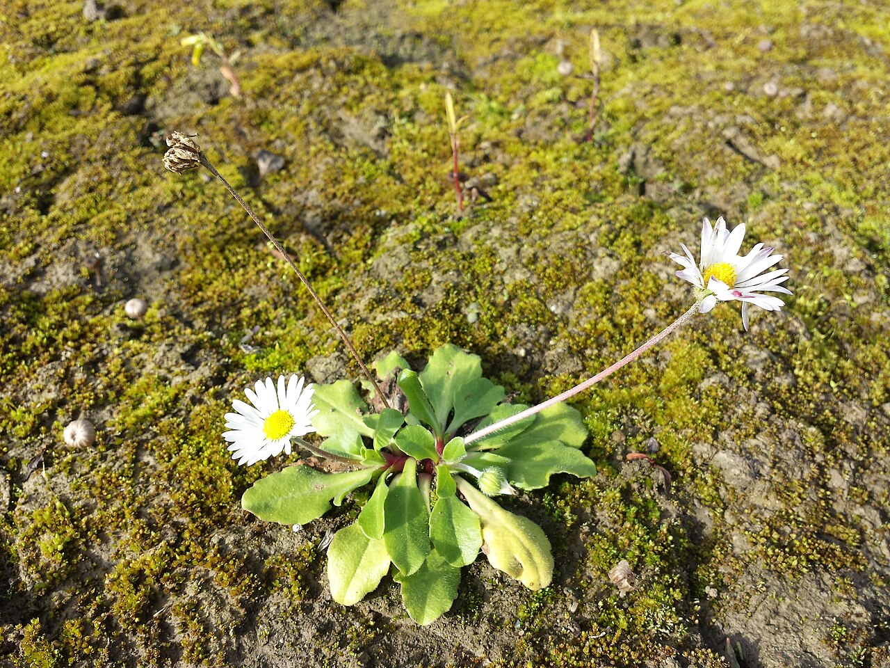 Daisies