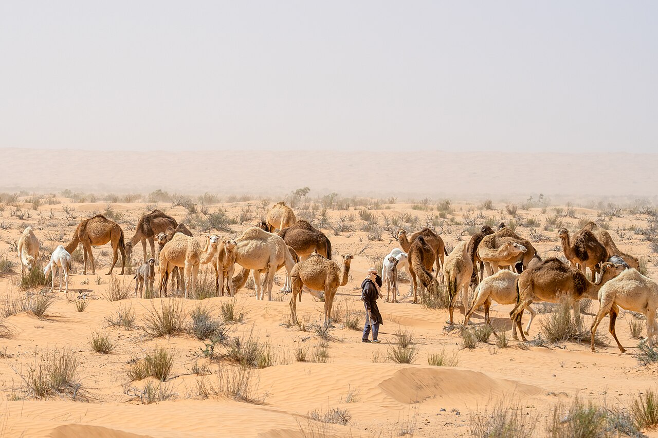 A group of camels walking across the desert sand.