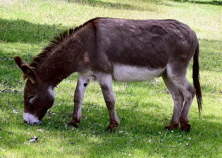 A friendly donkey standing in a village.