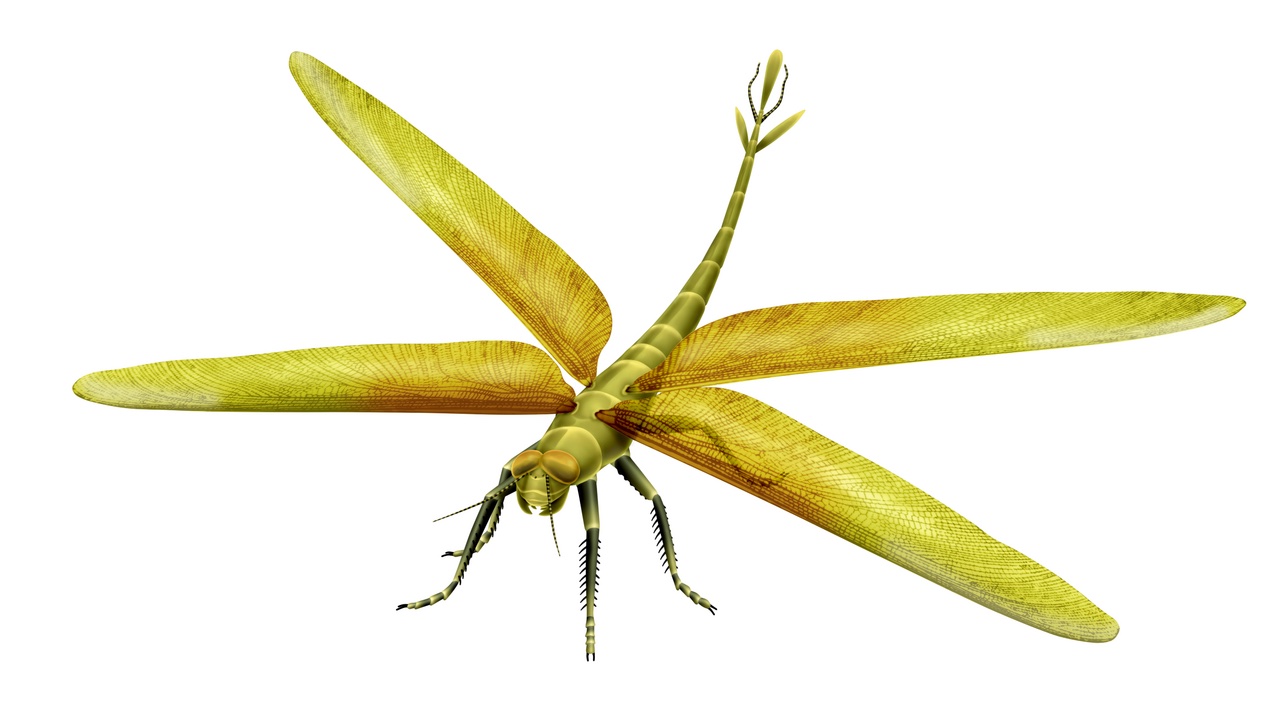 A picture of a giant dragonfly from long ago.