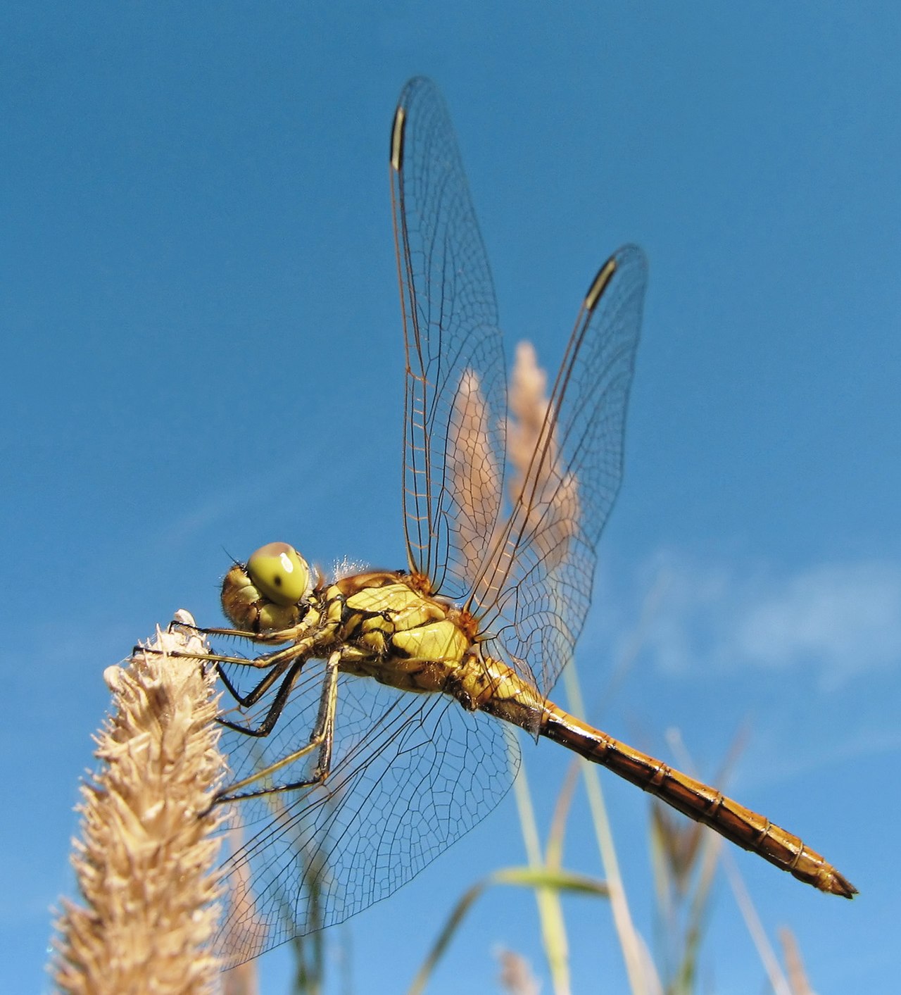 Dragonflies