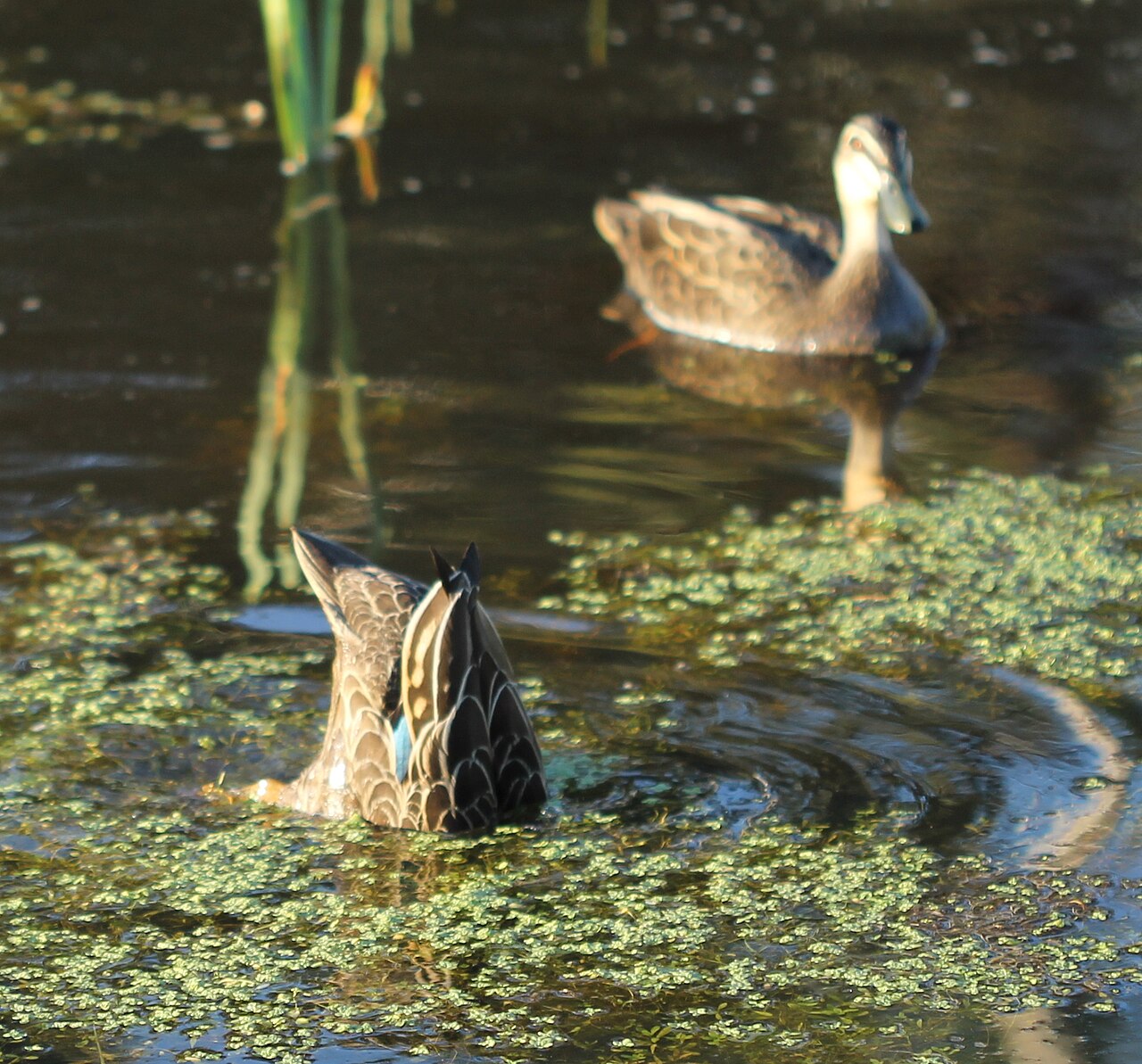Two Pacific black ducks swimming together.