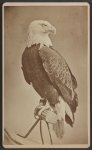 A proud eagle perched with its feathers on display.