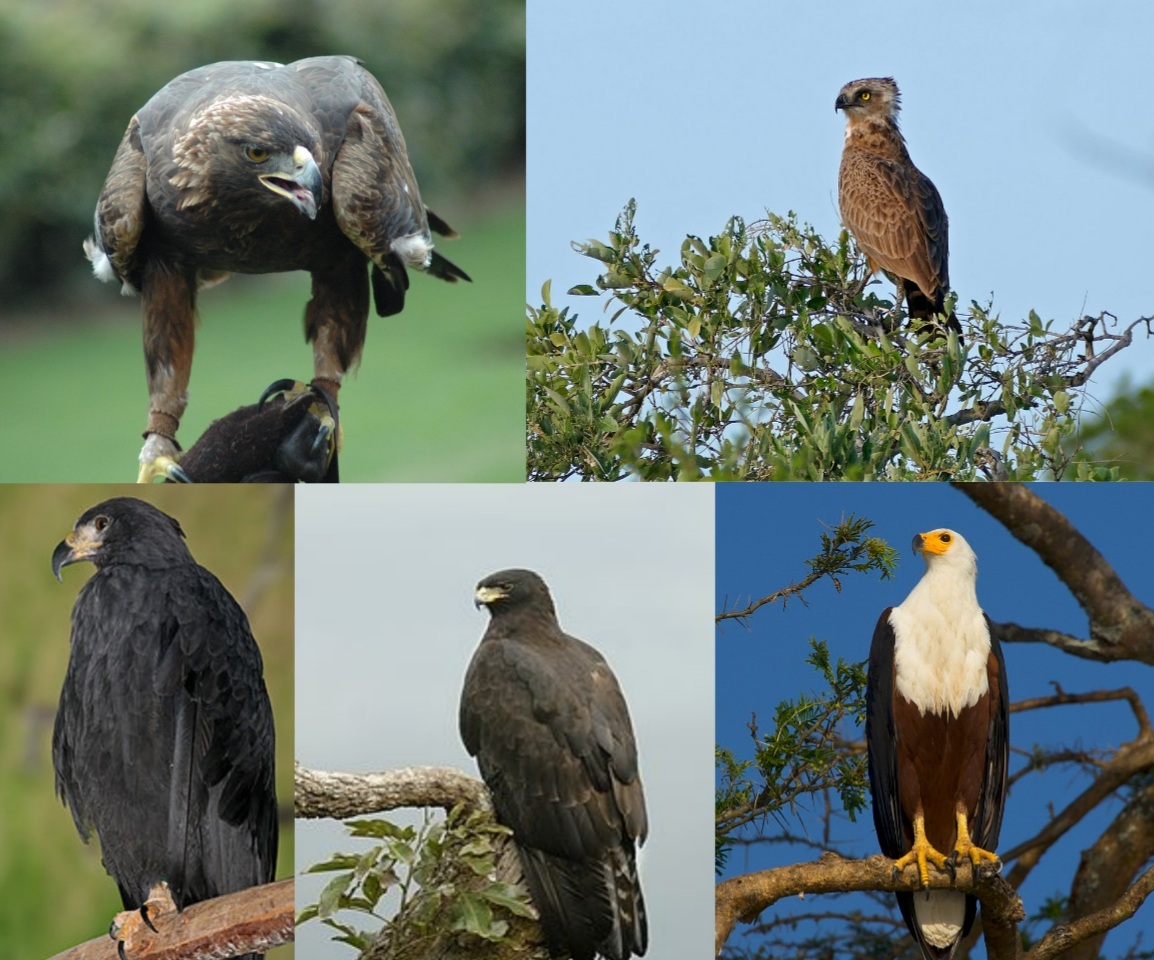 Eagles