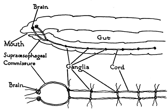 A drawing showing the front of an earthworm and its brain.