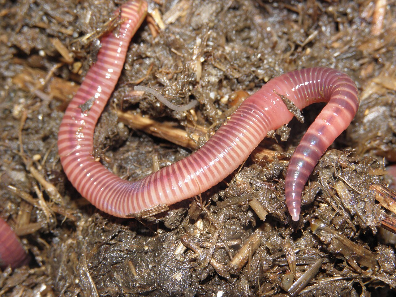 Earthworms