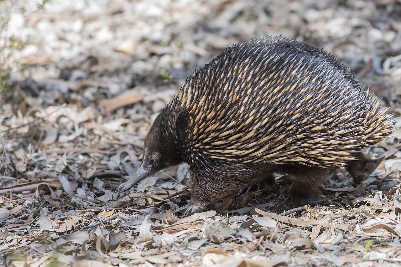 Echidnas