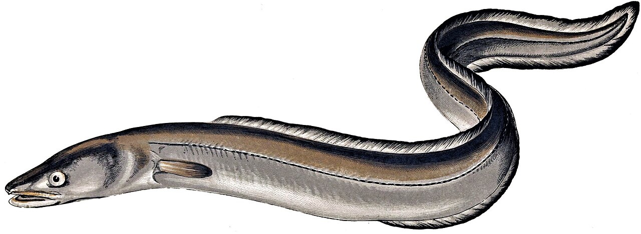 A long conger eel hiding among the rocks.