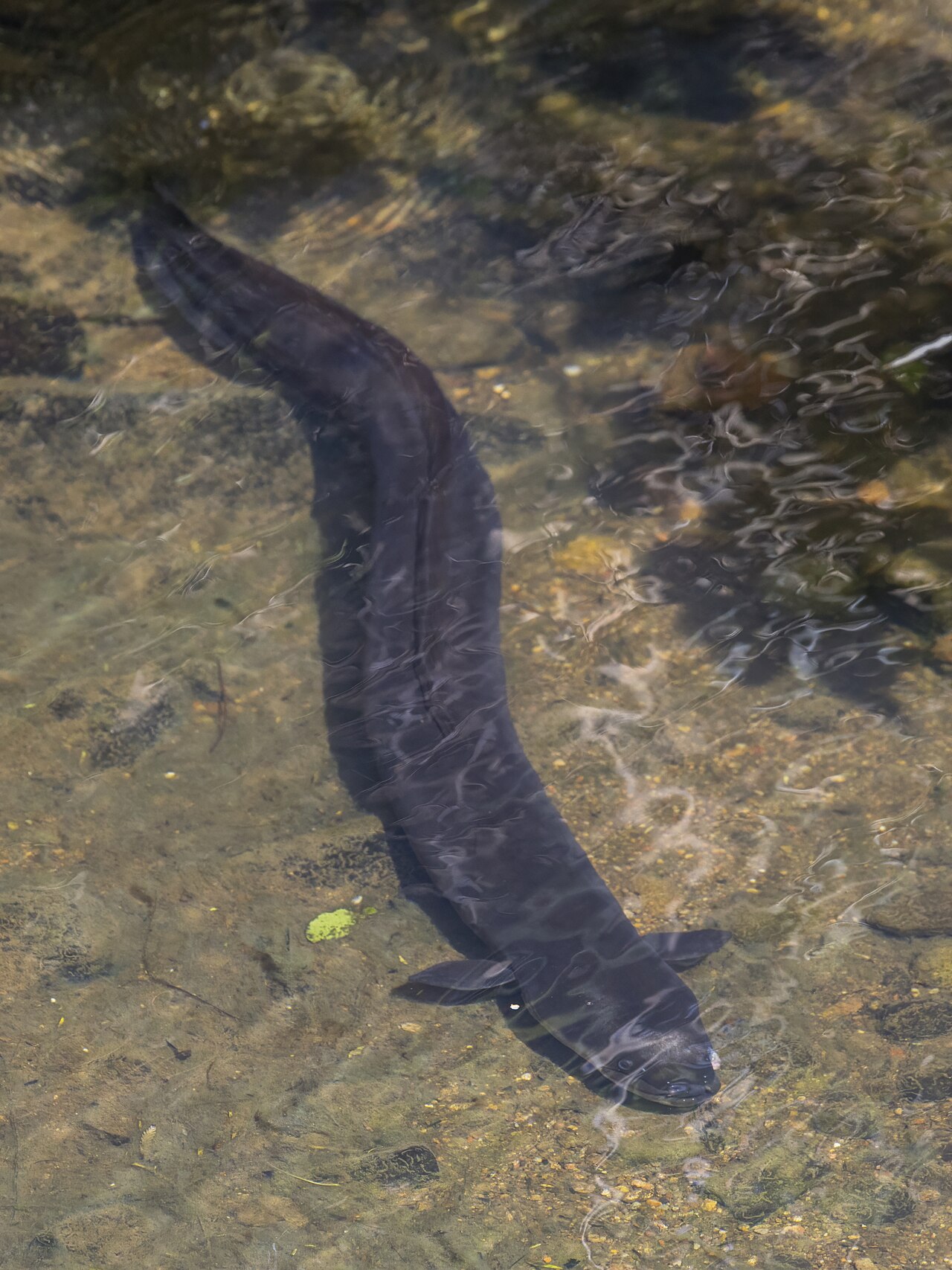 Eels