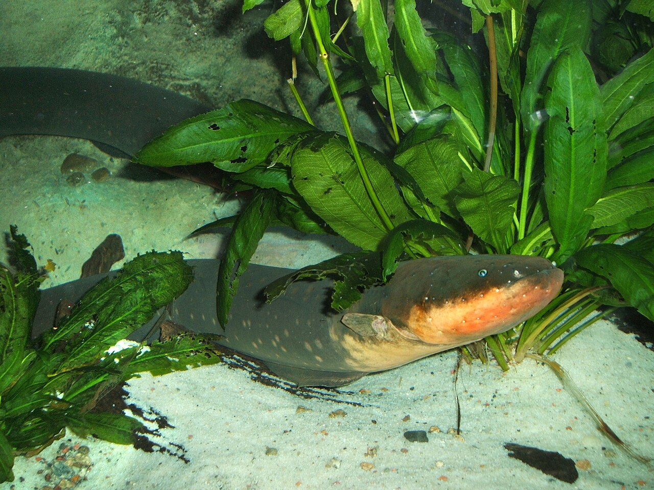 Electric Eels