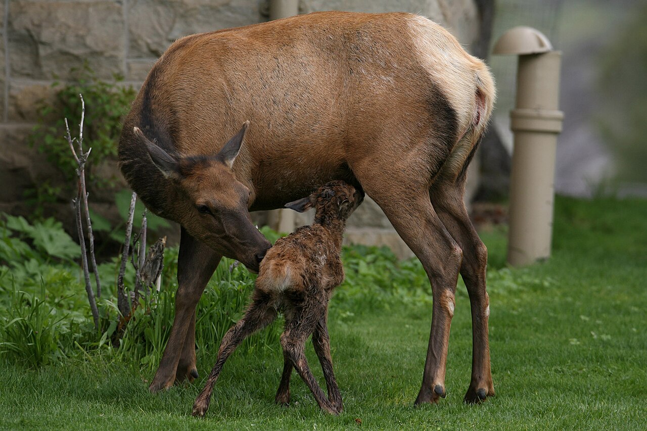 A newborn elk calf just minutes after being born.