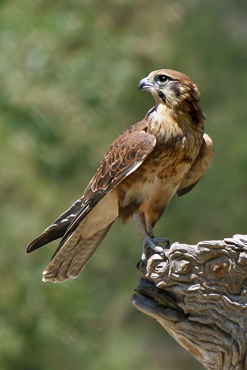 A brown falcon perched and watching closely.