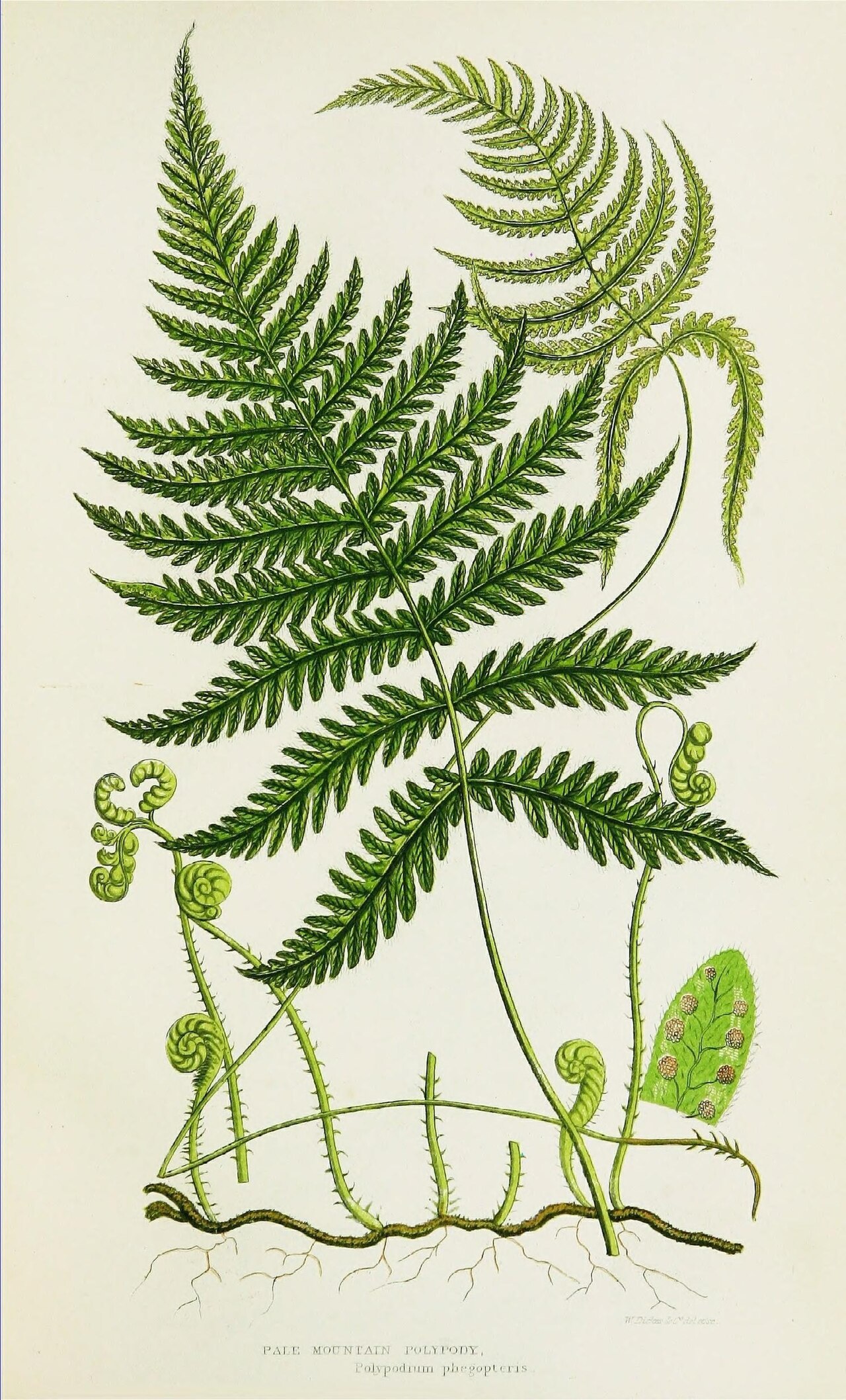 A drawing of a fern with long, lacy leaves.