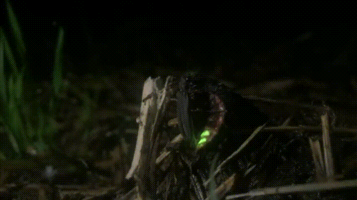 A glowing firefly pair lighting up the night.