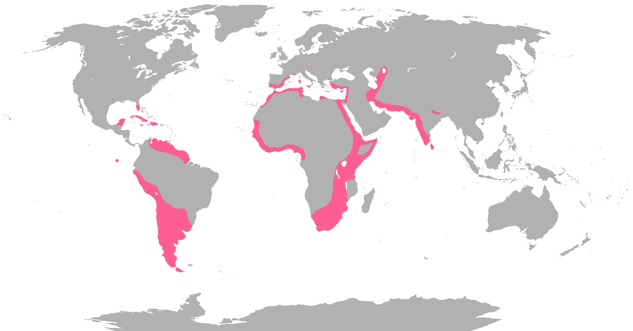 A map showing where flamingos live around the world.