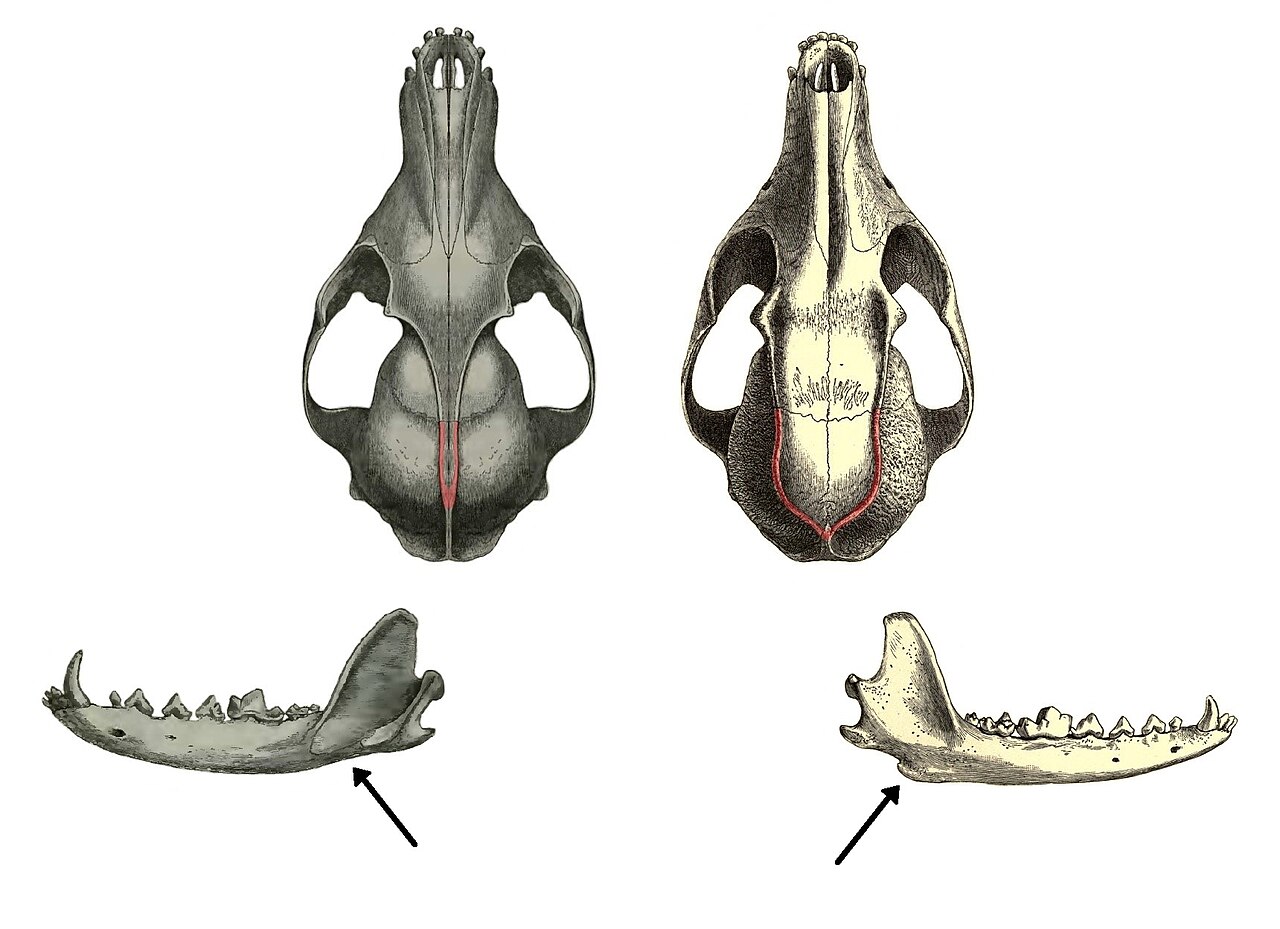 An old drawing comparing two fox skulls side by side.