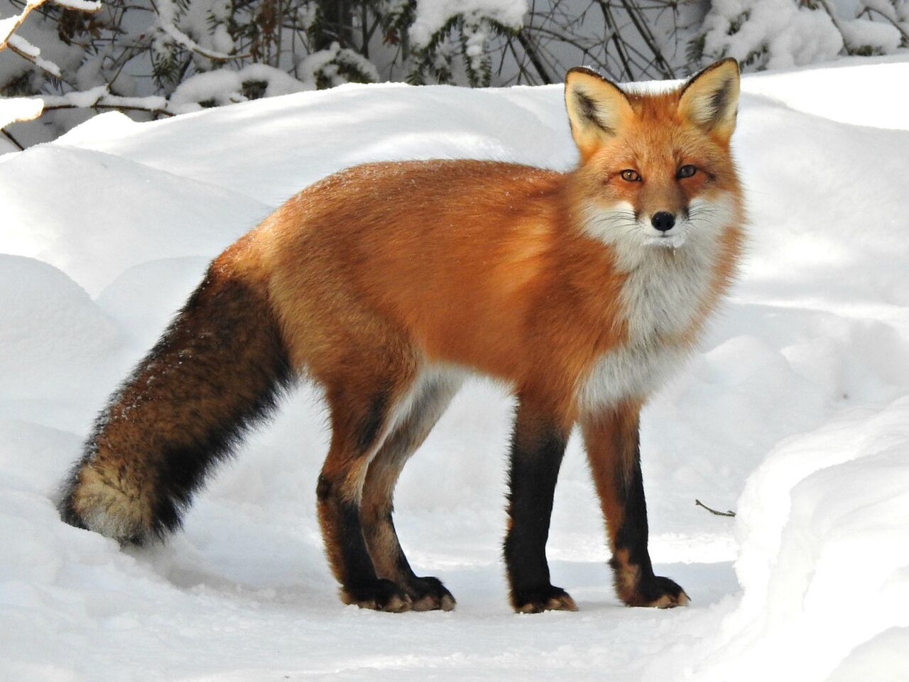 Foxes