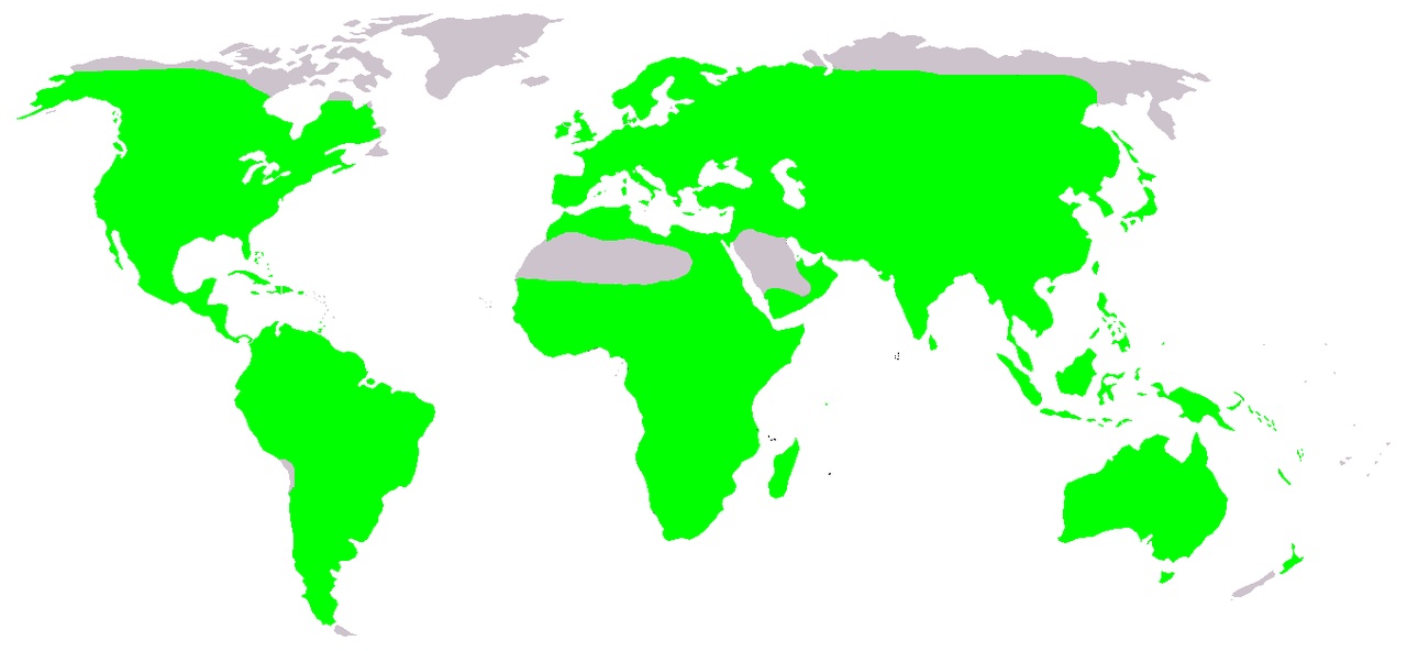 A map showing where frogs live around the world.