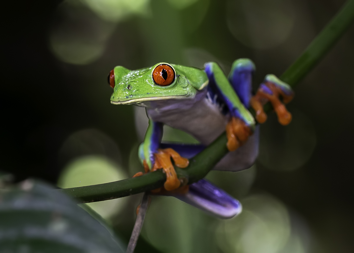 Frogs