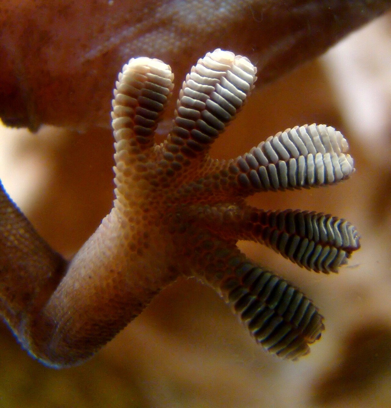 A close-up of a gecko's sticky foot climbing glass.