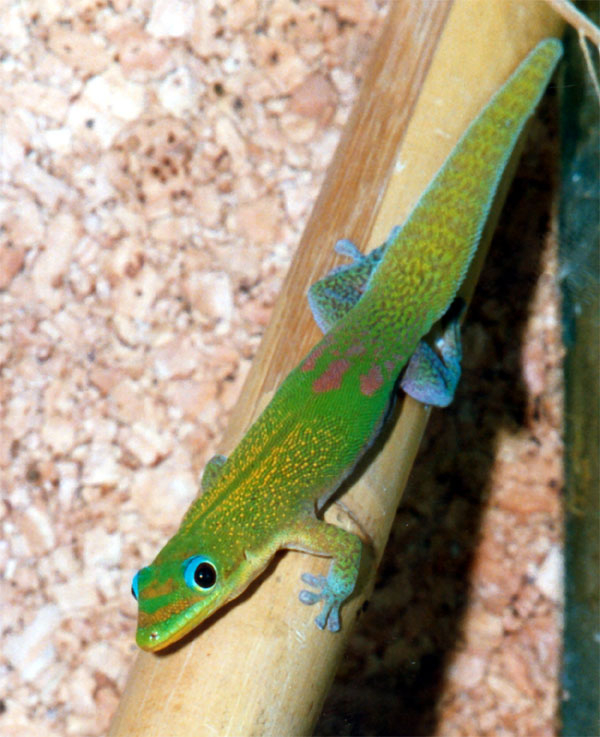Geckos