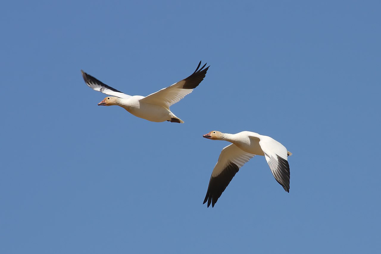A big flock of white snow geese gathered together.