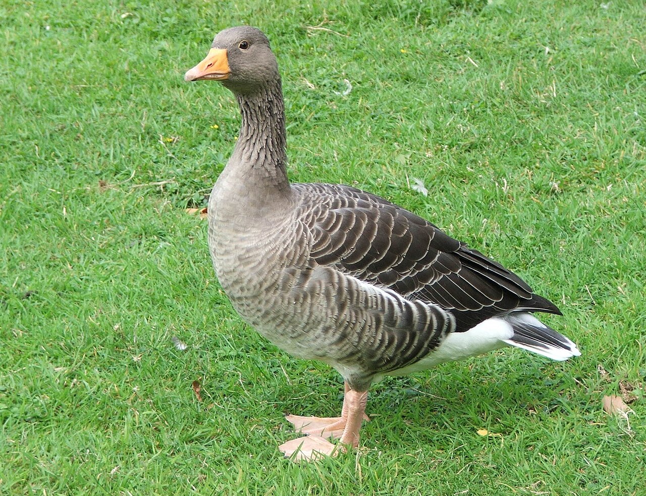 Geese