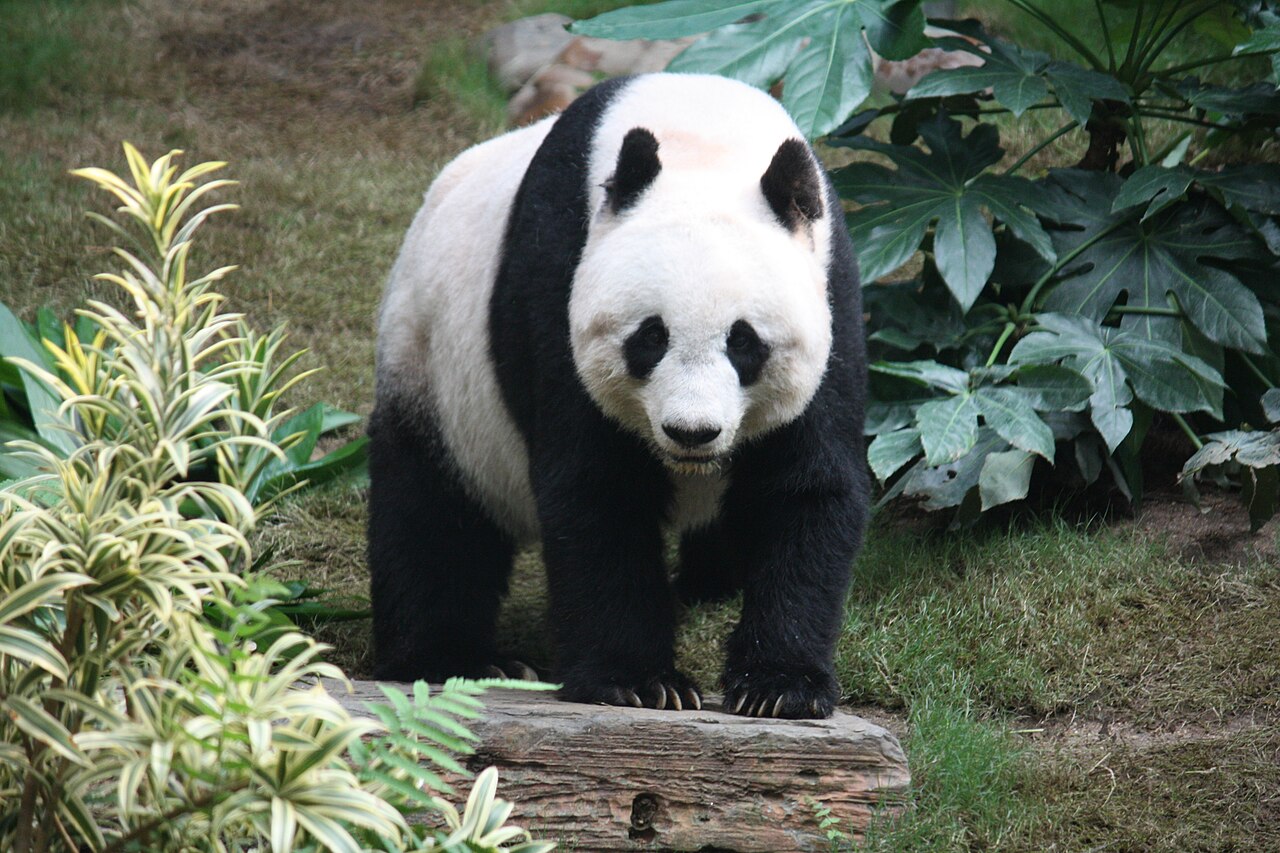 Giant Pandas