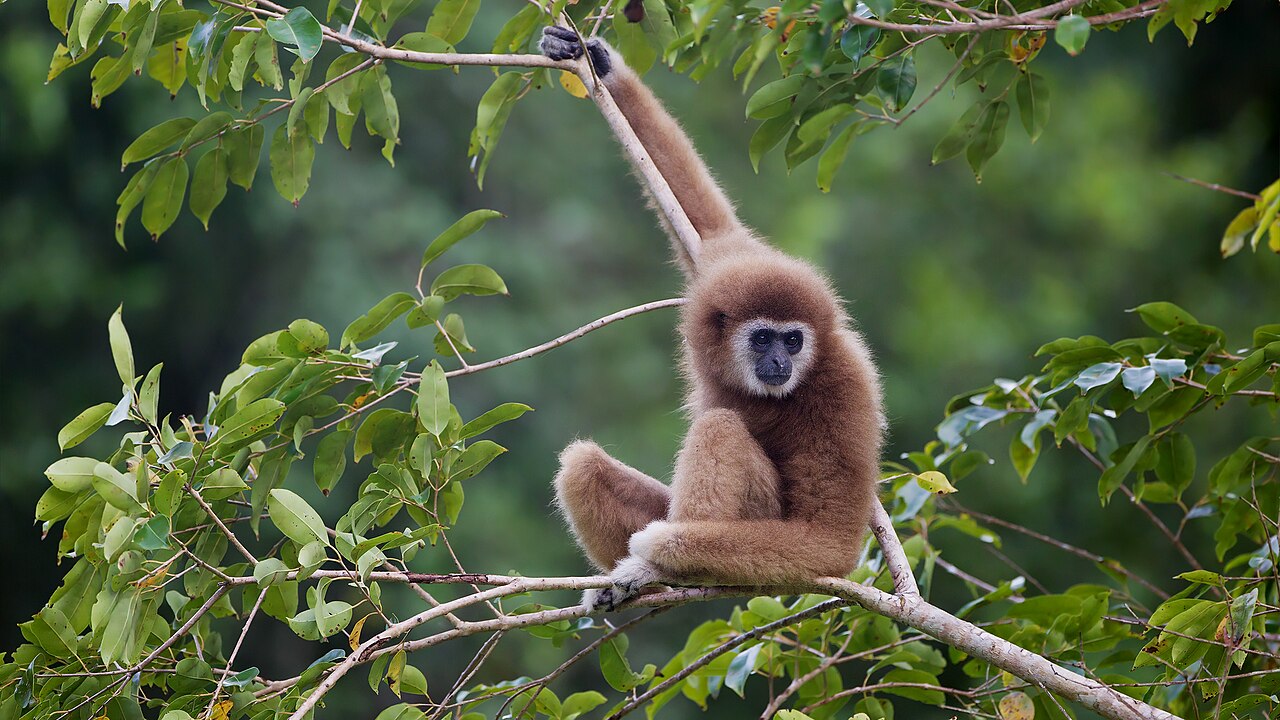 Gibbons