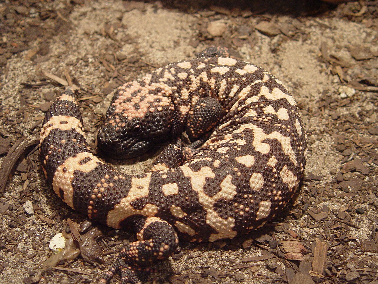 Gila Monsters