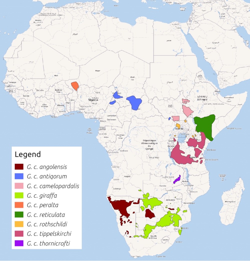 A map showing where giraffes live in Africa.