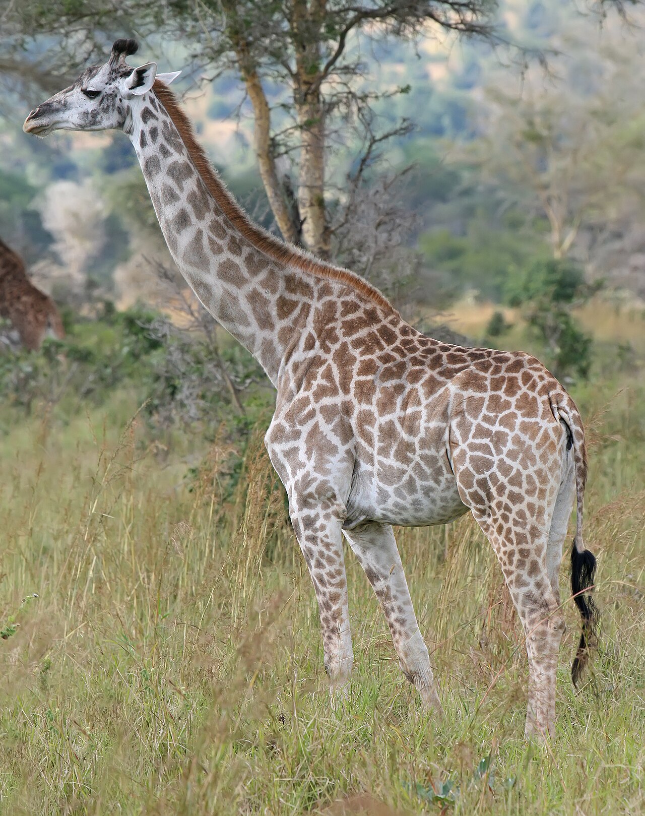 Giraffes
