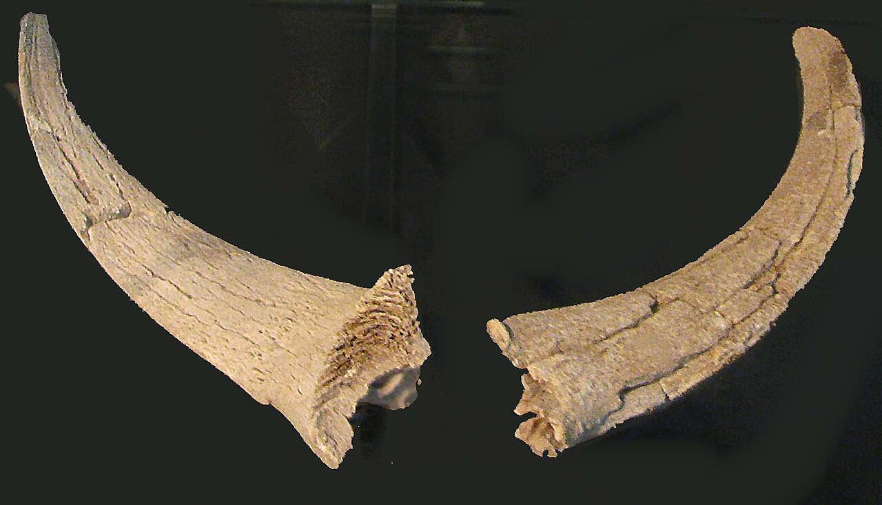 Ancient goat bones from a very old village.