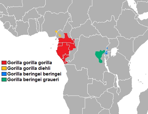 A map showing where gorillas live in Africa.