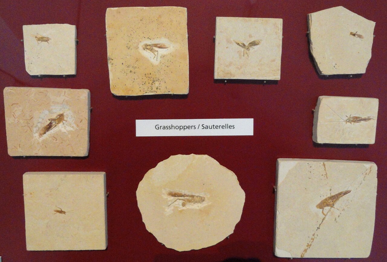 A grasshopper display from a natural history museum.