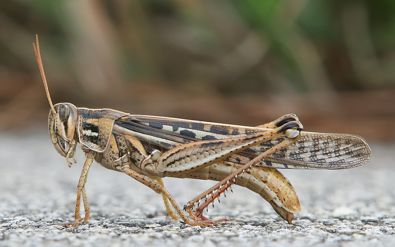 Grasshoppers