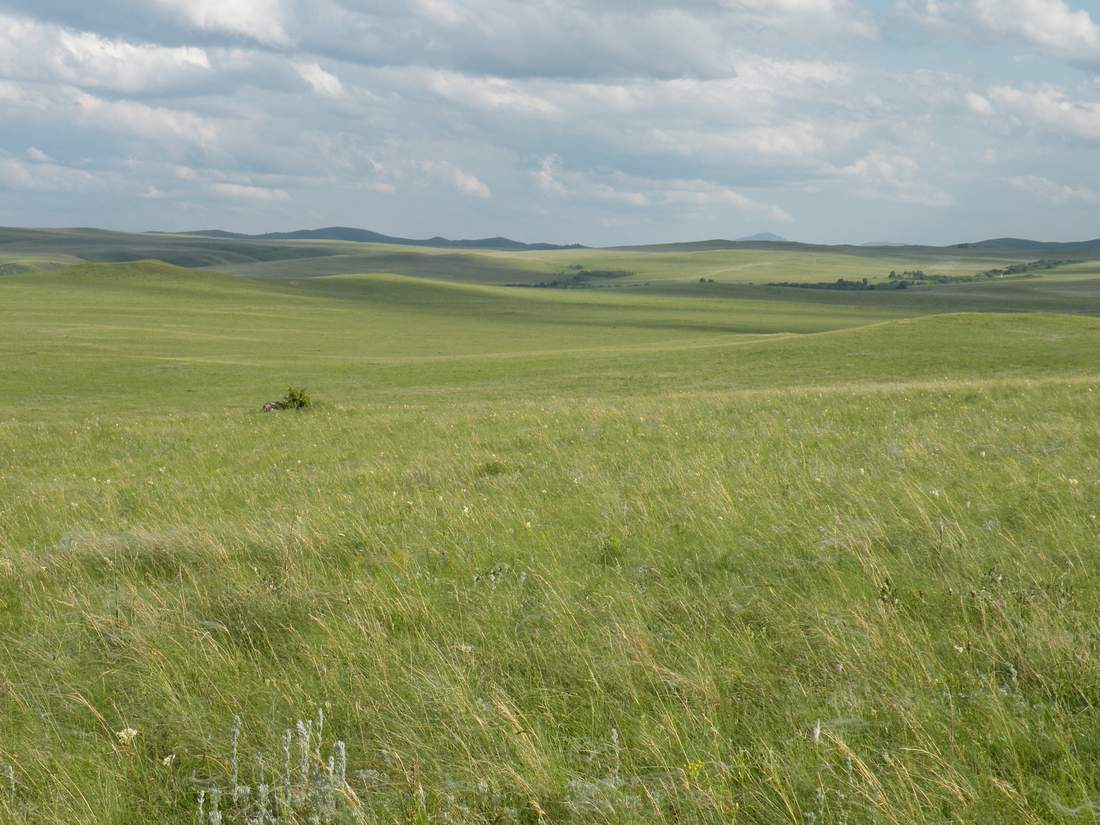 Grasslands