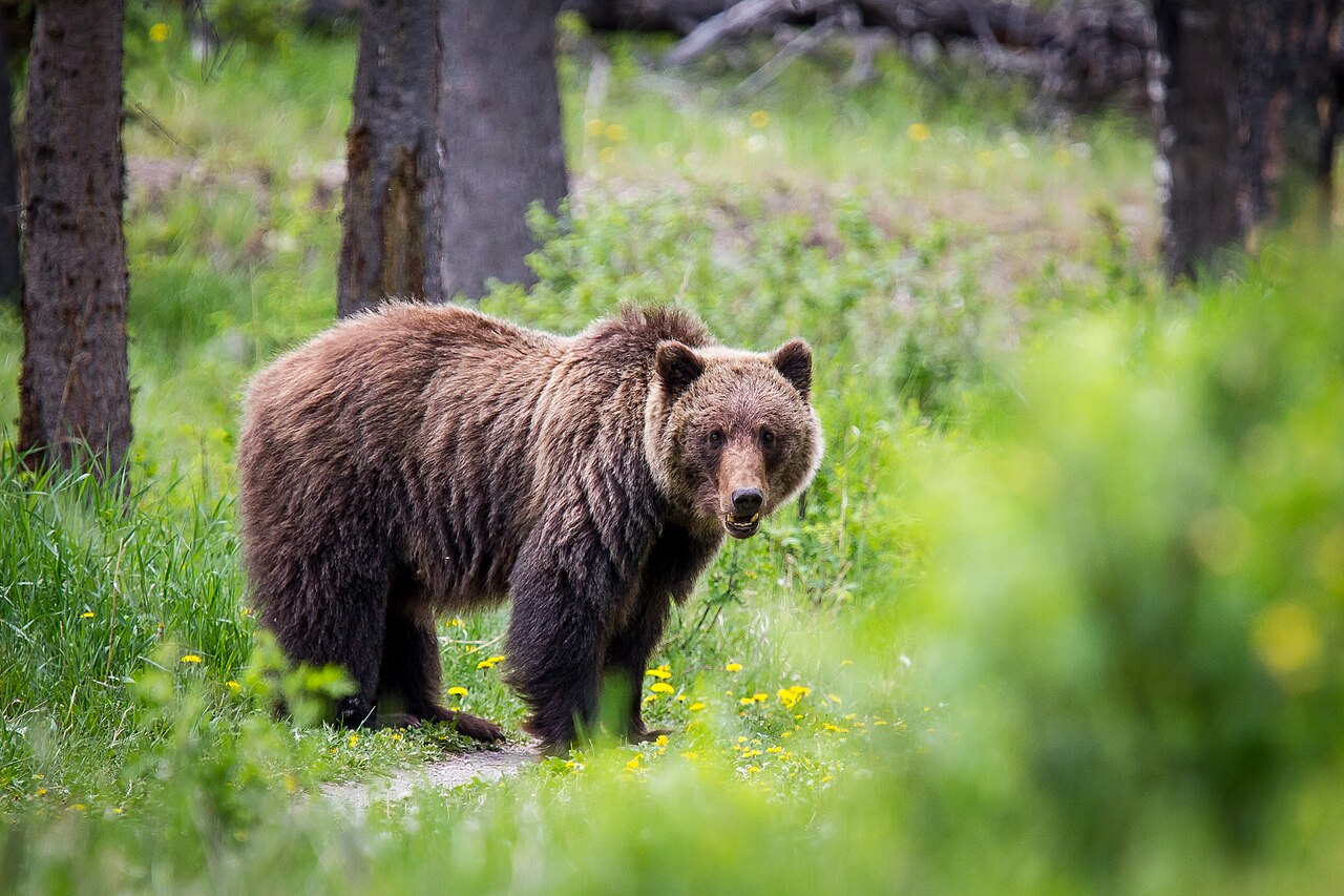 A grizzly bear walking through a forest.