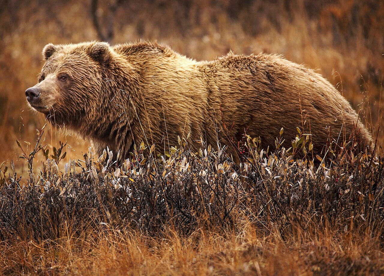 Grizzly Bears