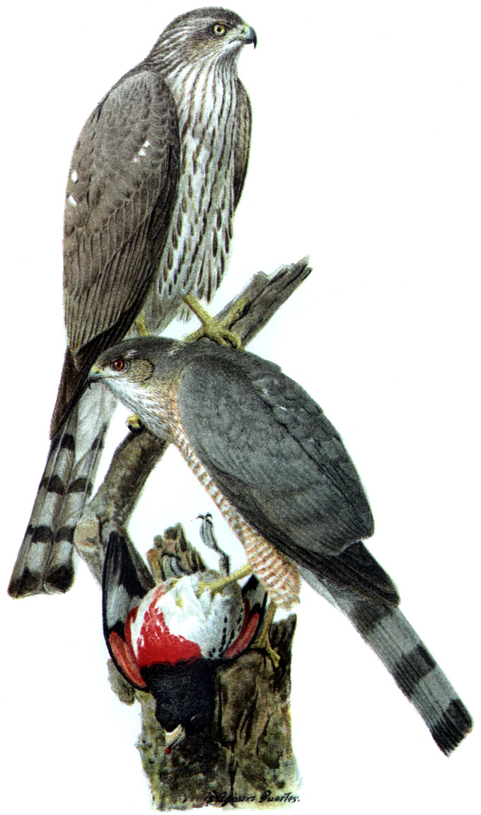 A colorful old drawing of a sharp-shinned hawk.