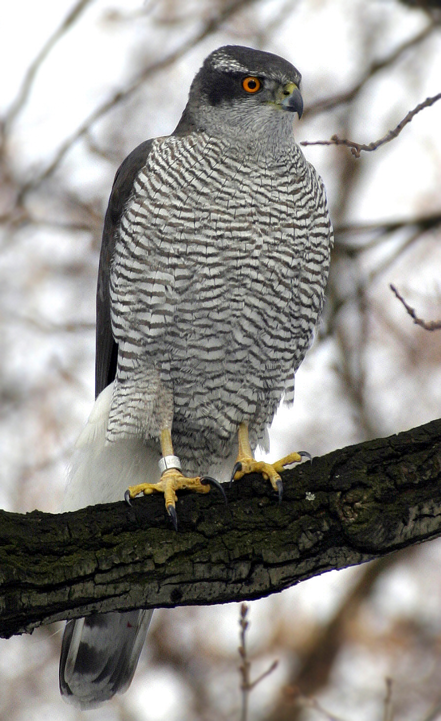 Hawks