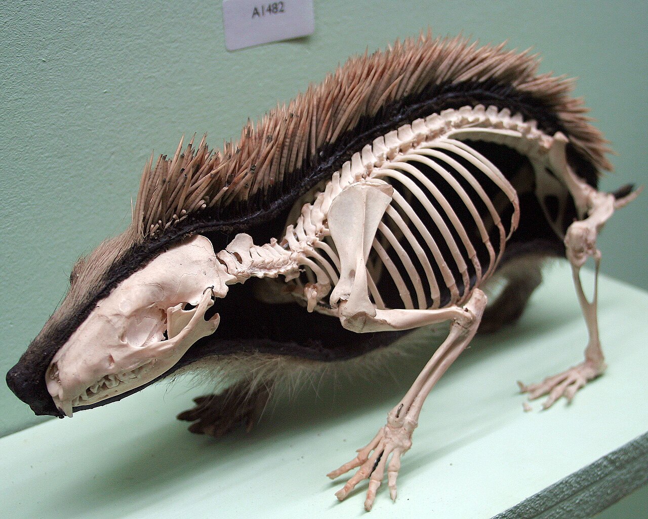 A hedgehog display showing how its bones fit inside.