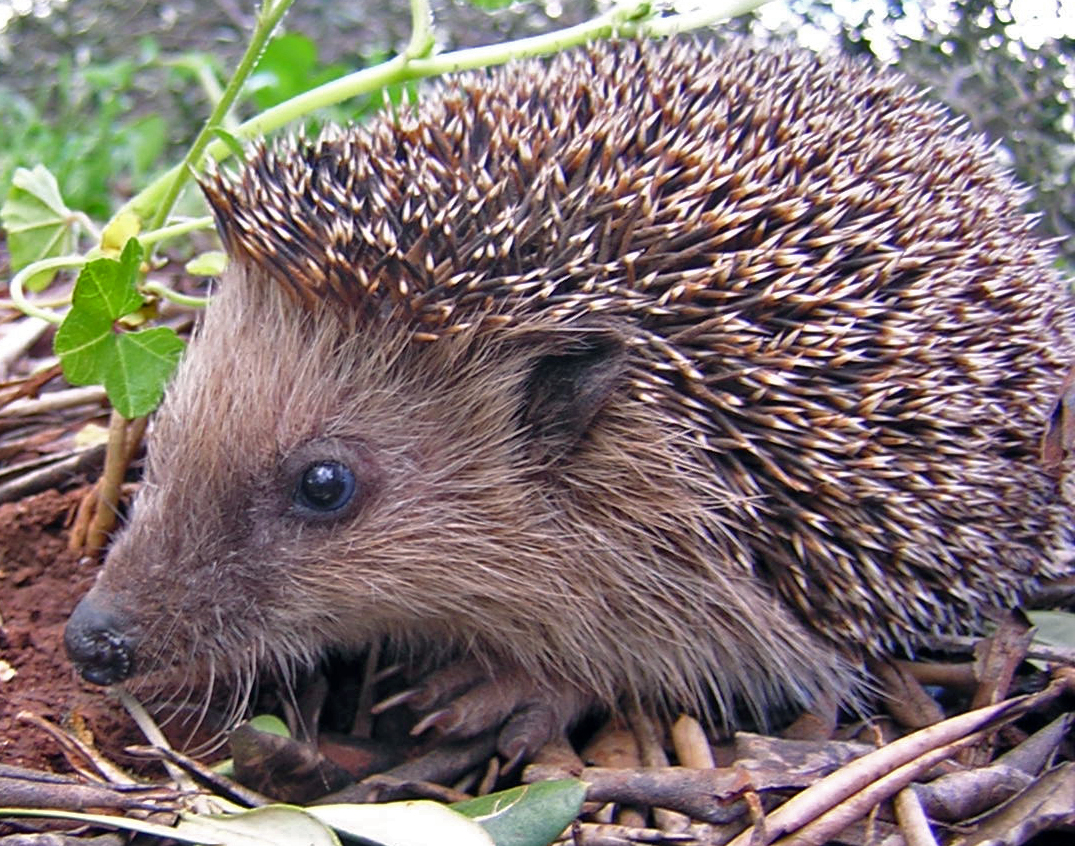 Hedgehogs