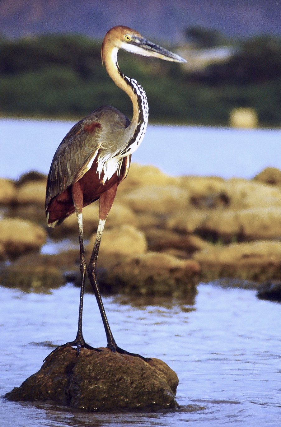 A tall goliath heron standing by a lake.
