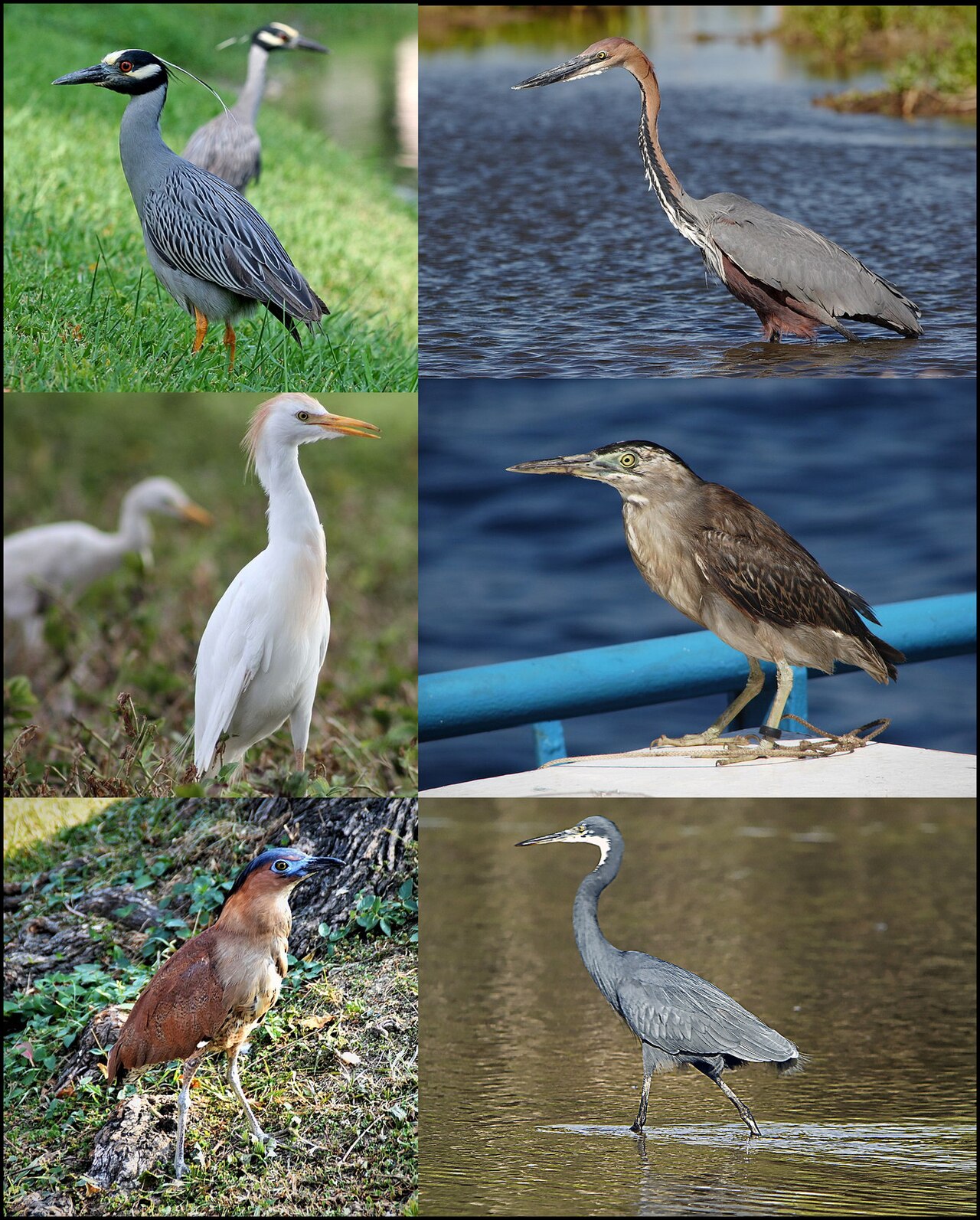 Herons