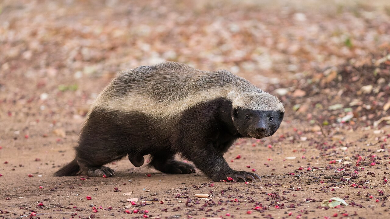 Honey Badgers